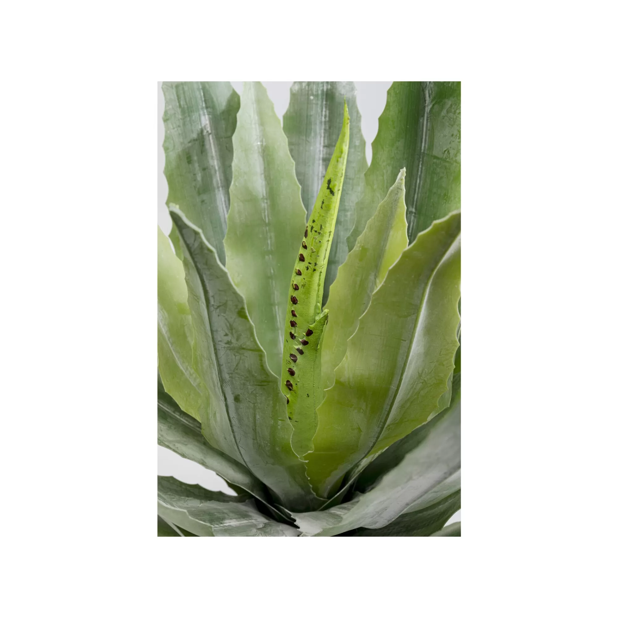 KARE Design Plante Décorative Agave 40cm ^ Plante Décorative