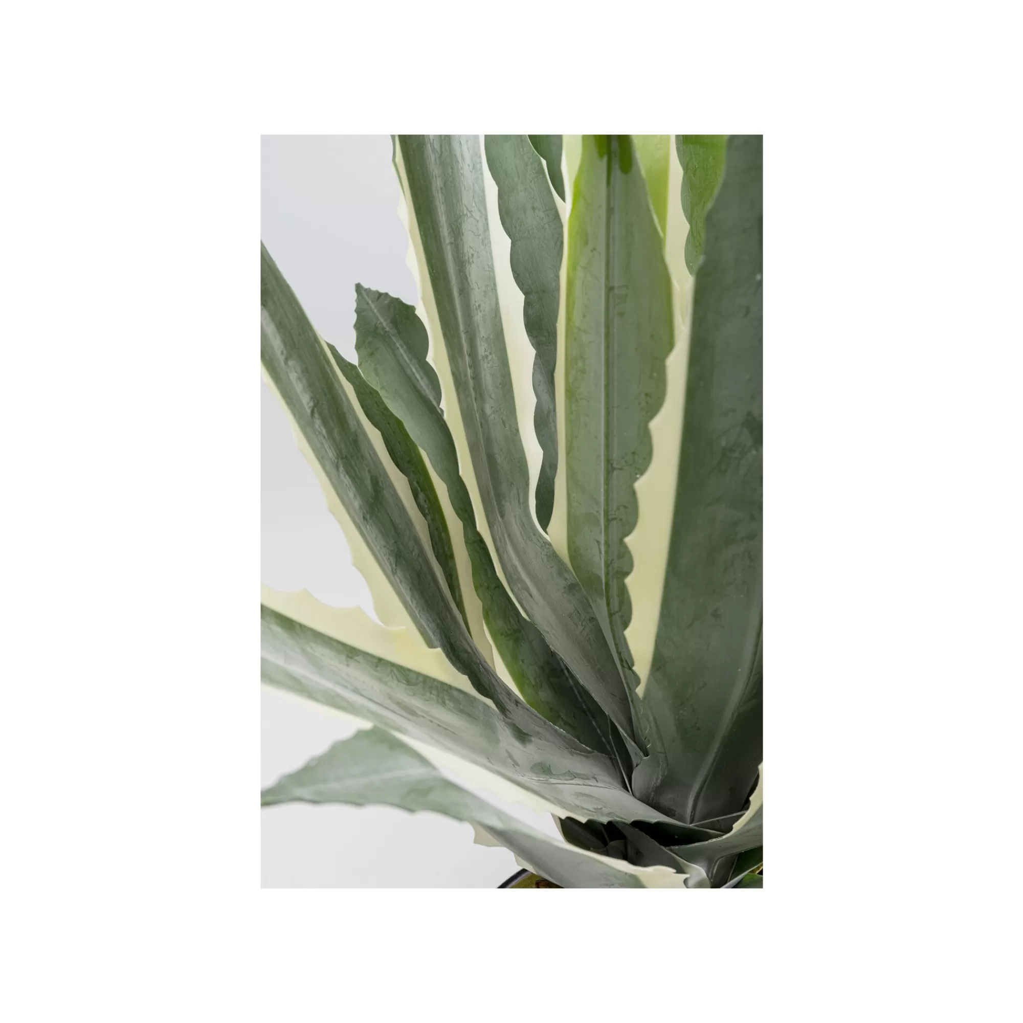 KARE Design Plante Décorative Agave 50cm ^ Plante Décorative