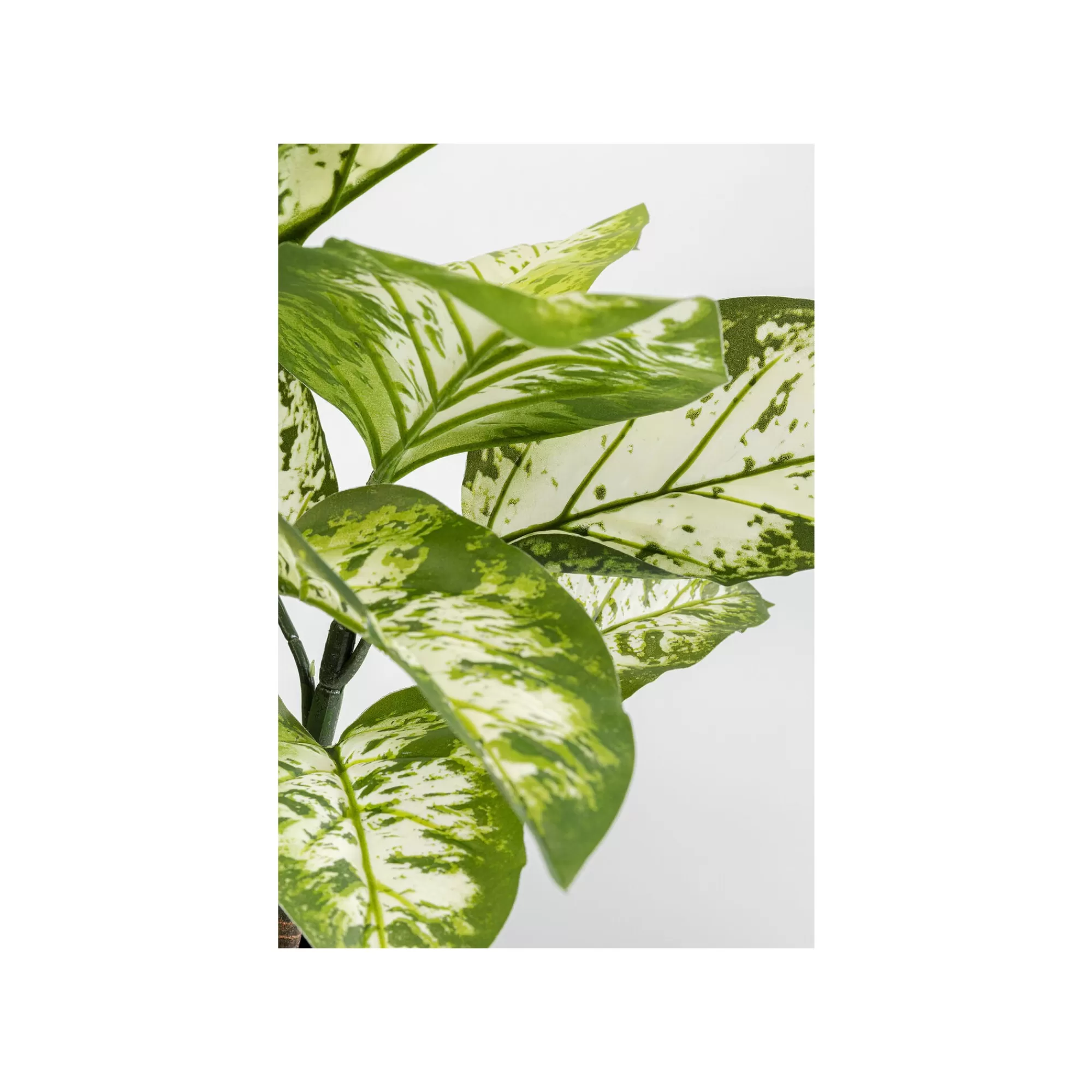 KARE Design Plante Décorative Dieffenbachia 100cm ^ Plante Décorative